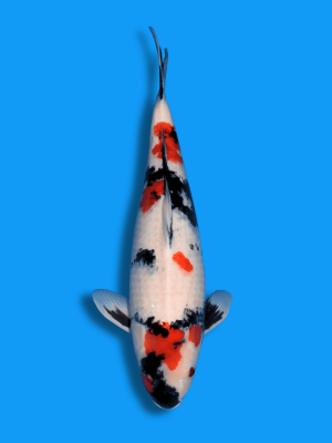 Kindai Showa | Koi&Co.